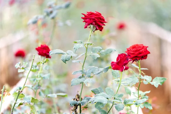 Den Smukke Røde Rose - Stock-foto