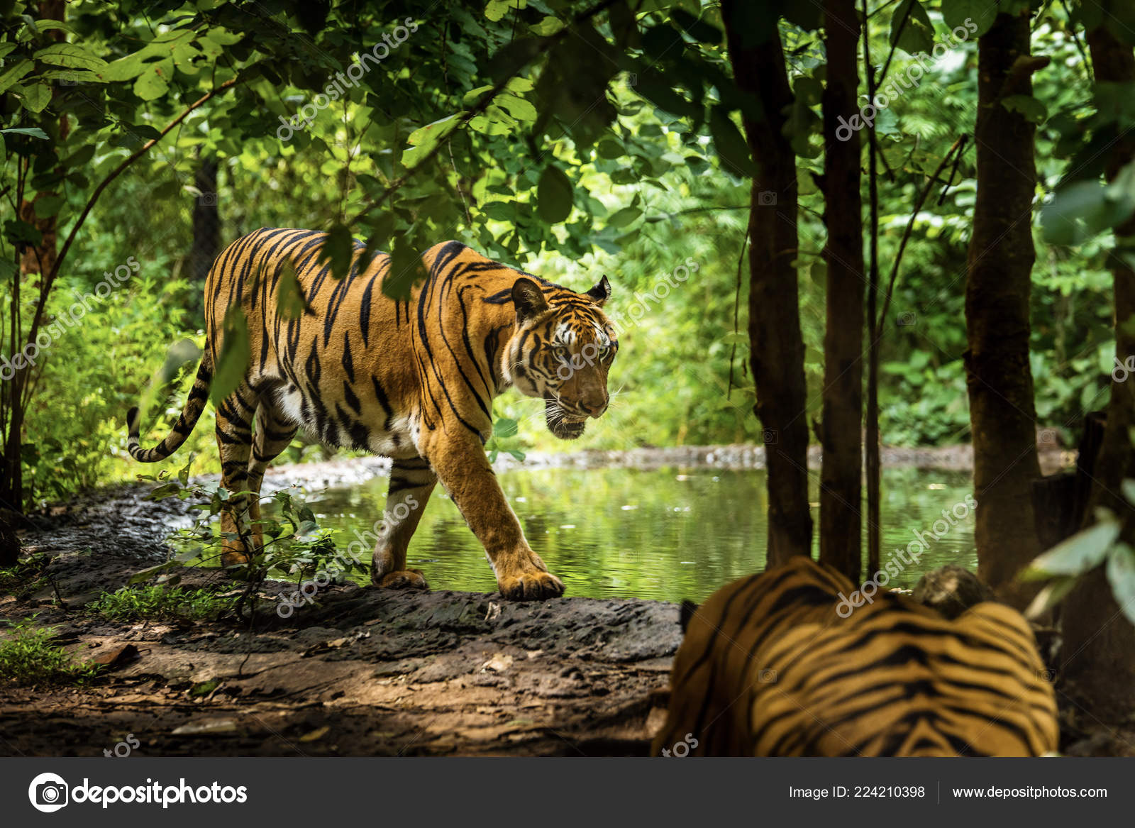 Tropical Rainforest Tiger