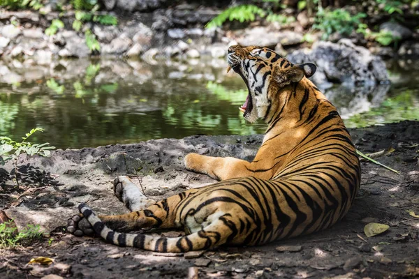Tigre Asiático Bosque Tropical — Foto de Stock