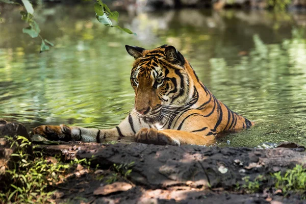 Азиатский Тигр Тропическом Лесу — стоковое фото