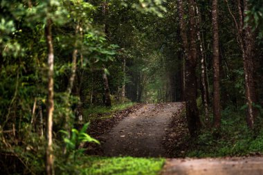 Doğa iz çalışma Tayland'da yağmur ormanı