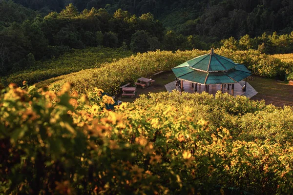 Yellow Flower Field Mae Hong Son Thailand — Stock Photo, Image