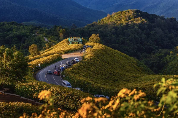 Gelbes Blumenfeld Mae Hong Son Thailand — Stockfoto