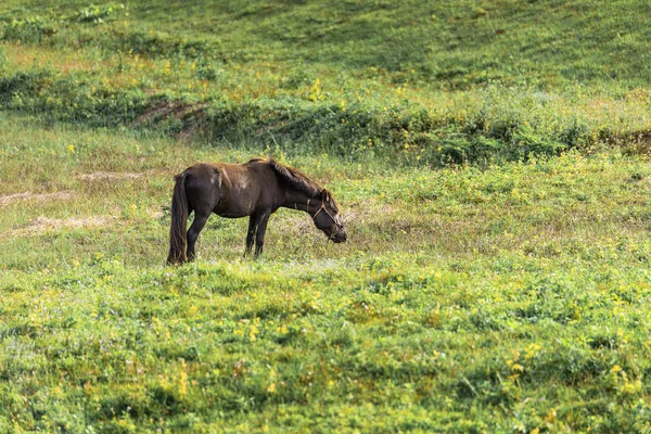 Horse feed in green pastures.