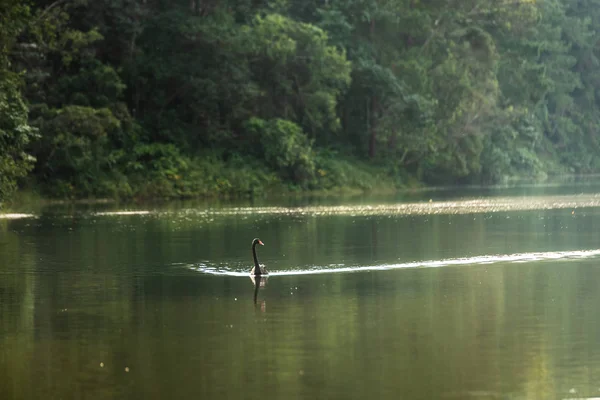 Black Swan Pang Ung Mae Hong Son Thailand — Stock Photo, Image