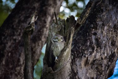 Benekli owlet; Athene brama