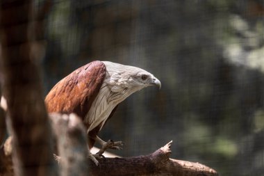 Hayvanat bahçesinde kültürlü Haliastur indus