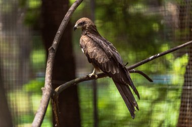 Milvus migrans kültür Hayvanat Bahçesi