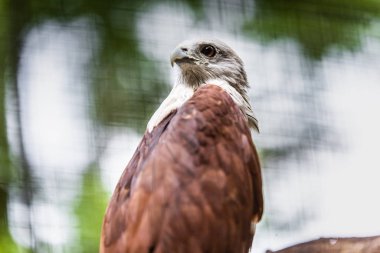 Hayvanat bahçesinde kültürlü Haliastur indus
