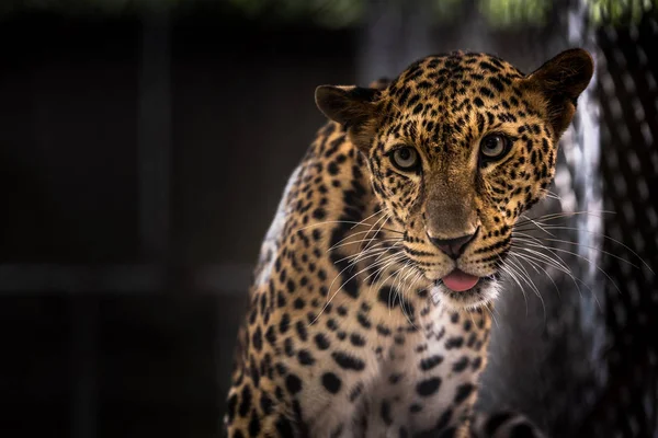 Leopard Panthera Pardus Zoo — Stock Photo, Image