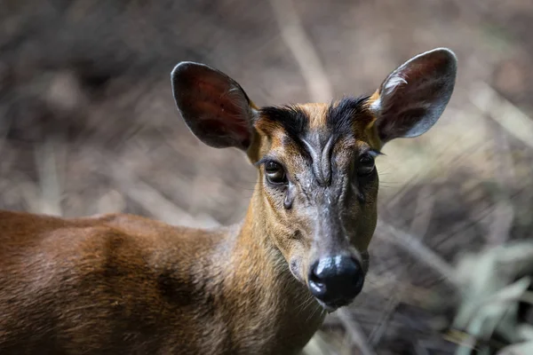 Barking Deer Muntiacus Aquaculture Zoo — Stock Photo, Image