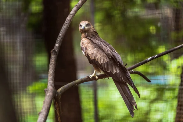 Milvus Migrans Kultury Zoo — Zdjęcie stockowe