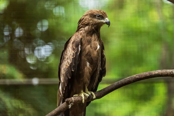 Milvus Migrans Kultury Zoo — Zdjęcie stockowe