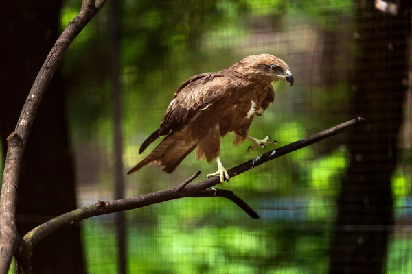 Milvus Migrans Kultury Zoo — Zdjęcie stockowe