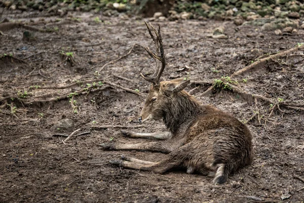 Zervidae Kultur Zoo — Stockfoto