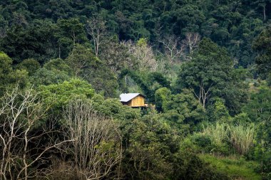 Yağmur ormanlarında siper al
