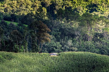 Yağmur ormanlarında siper al