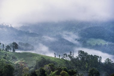 Çok güzel bir sabah tarafından alçak bulutlar kaplı orman Panoraması. Colo