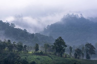 Çok güzel bir sabah tarafından alçak bulutlar kaplı orman Panoraması. Colo