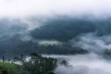 Çok güzel bir sabah tarafından alçak bulutlar kaplı orman Panoraması. Colo