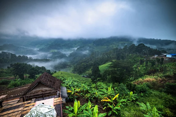 Hermoso panorama matutino de bosque cubierto por nubes bajas. Colo. — Foto de Stock