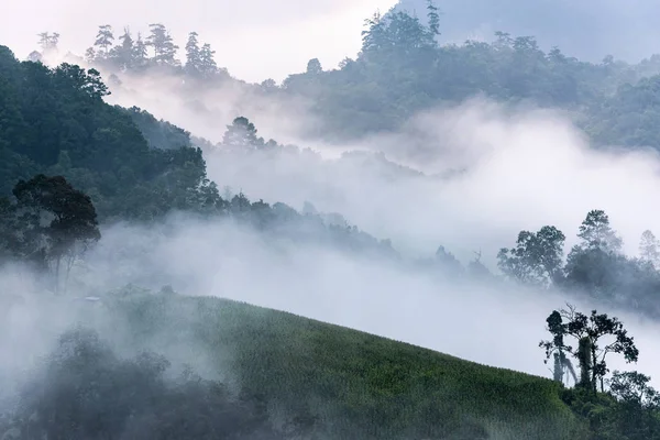 Belo panorama matinal da floresta coberta por nuvens baixas. Colo. — Fotografia de Stock