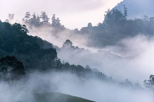 Hermoso panorama matutino de bosque cubierto por nubes bajas. Colo. — Foto de Stock
