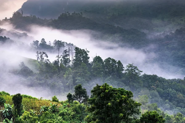 Beautiful morning panorama of forest covered by low clouds. Colo — Stock Photo, Image