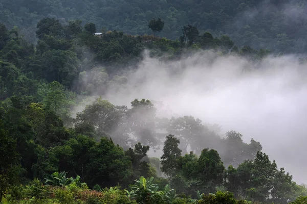 Hermoso panorama matutino de bosque cubierto por nubes bajas. Colo. — Foto de Stock