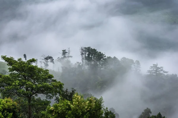 Belo panorama matinal da floresta coberta por nuvens baixas. Colo. — Fotografia de Stock