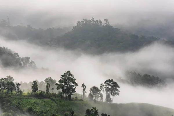 Hermoso panorama matutino de bosque cubierto por nubes bajas. Colo. — Foto de Stock