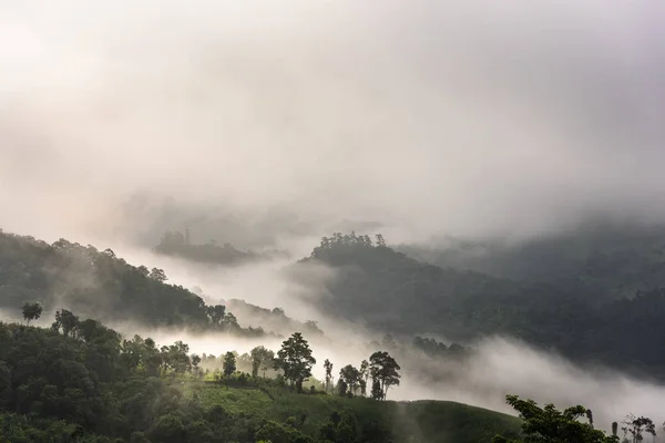 Belo panorama matinal da floresta coberta por nuvens baixas. Colo. — Fotografia de Stock