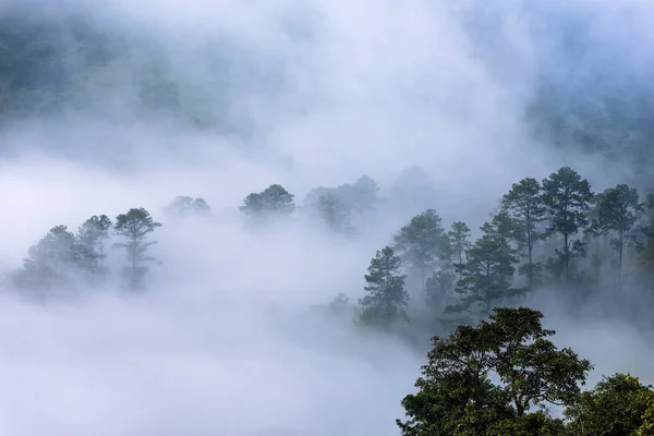 Beautiful morning panorama of forest covered by low clouds. Colo — Stock Photo, Image