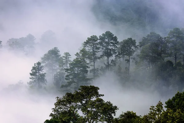美丽的早晨, 一片片被低云覆盖着森林的全景。科罗拉多 — 图库照片