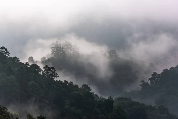 Hermoso panorama matutino de bosque cubierto por nubes bajas. Colo. — Foto de Stock