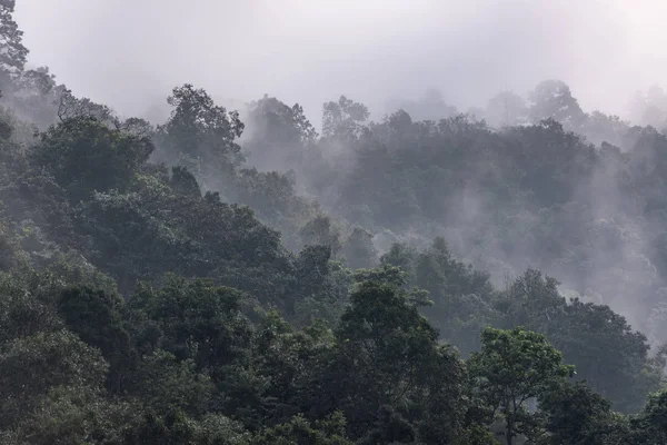 Hermoso panorama matutino de bosque cubierto por nubes bajas. Colo. — Foto de Stock