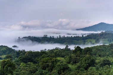 Sis ile kaplı dağ orman.