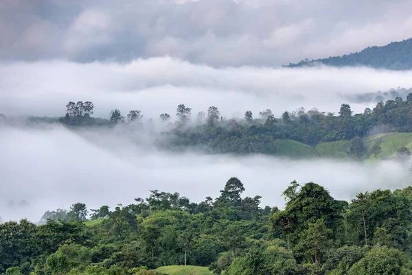 Mountain Forest Covered Fog — Stock Photo, Image