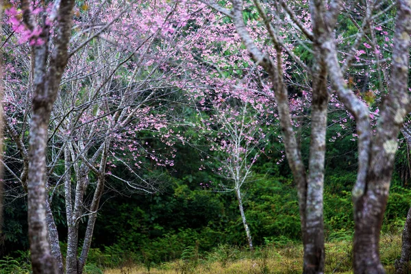 Wild Himalayan Cherry Thailand — Stock Photo, Image