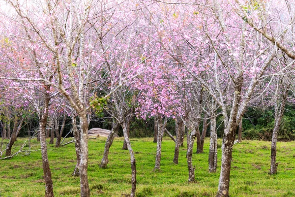 Himalaya Kirsche Thailand — Stockfoto