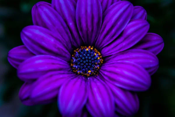 Fioletowy Kwiat Szczegół Obrazu — Zdjęcie stockowe