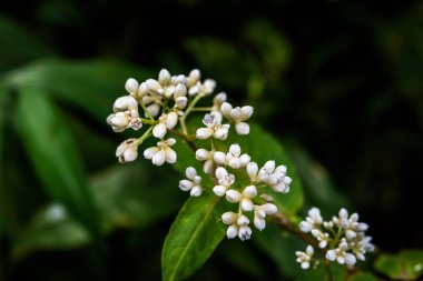 Tropikal yağmur ormanlarında küçük çiçekler