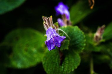 Tropikal yağmur ormanlarında küçük çiçekler