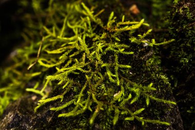 Eğrelti otları, yosunlar, yağmur ormanları mantar 