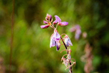 Tropikal yağmur ormanlarında küçük çiçekler