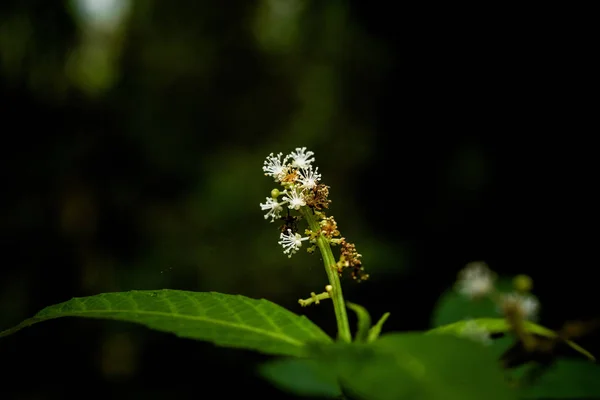 Flores pequeñas en la selva tropical — Foto de Stock