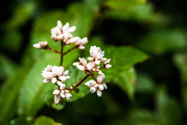 Small flowers  in the tropical rain forest — Stock Photo, Image