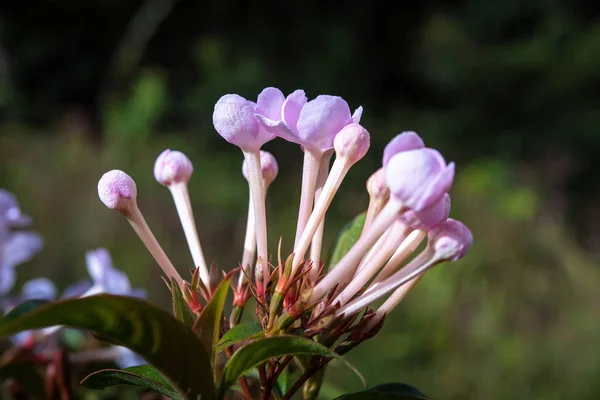 Маленькие цветы в тропическом дождевом лесу — стоковое фото