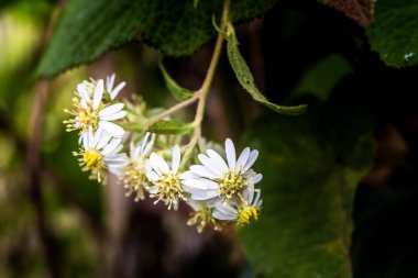Papatya çiçekler baharda çiçek açan