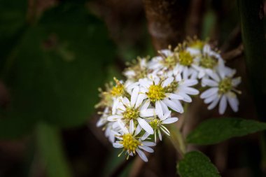 Papatya çiçekler baharda çiçek açan